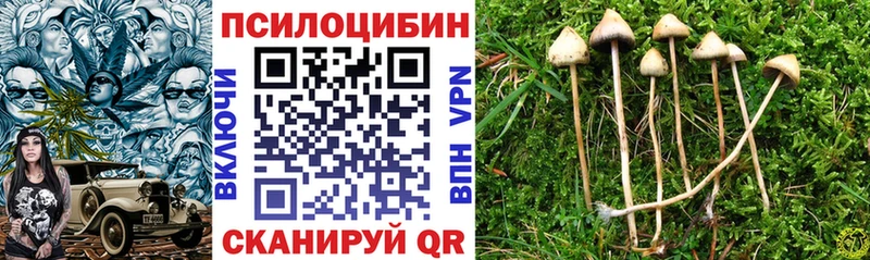 где купить наркотик Михайлов Галлюциногенные грибы Psilocybine cubensis